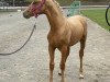 dressage horse Quantum (Oldenburg, 2023, from Qandide)