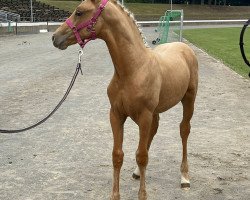 dressage horse Quantum (Oldenburg, 2023, from Qandide)