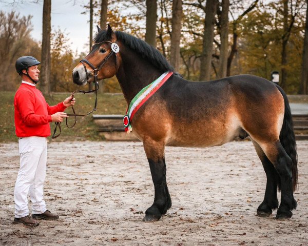 horse Opalius (Rhenish-German Cold-Blood, 2021, from Olympus von Wallwitz)