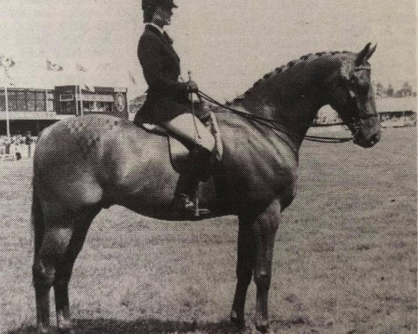 horse Chancley Voo Doo (British Riding Pony, 1974, from Mischiefmaker)