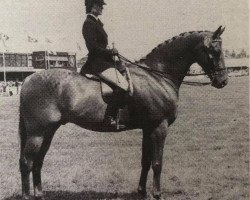 Pferd Chancley Voo Doo (British Riding Pony, 1974, von Mischiefmaker)