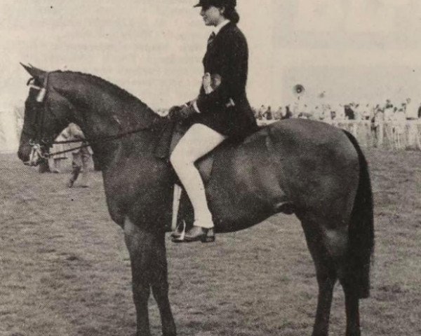 stallion Gay Sovereign (British Riding Pony, 1971, from Gems Signet)