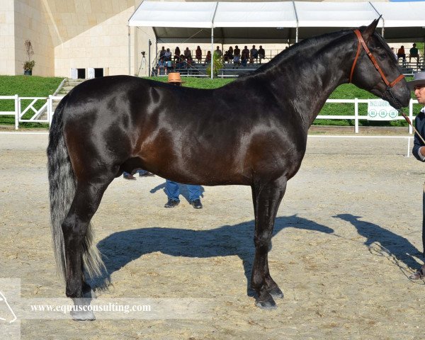 stallion Solano IX (Pura Raza Espanola (PRE), 2009, from Belio)