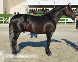 stallion Solano IX (Pura Raza Espanola (PRE), 2009, from Belio)