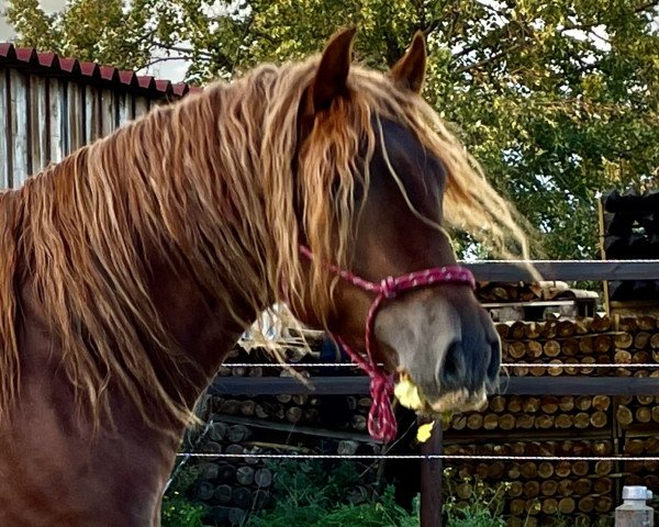 stallion Treidelhof Ganador (Pura Raza Espanola (PRE), 2018, from Cataro JL II)