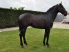 stallion Fado I (Pura Raza Espanola (PRE),  )