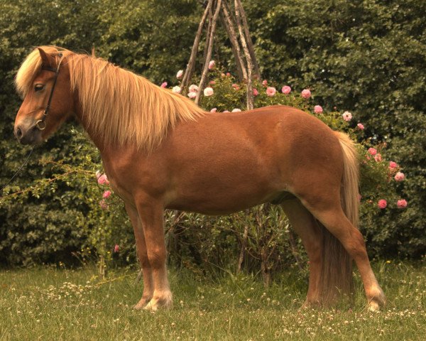 Pferd Flugar vom Laekurhof (Islandpferd, 2017)
