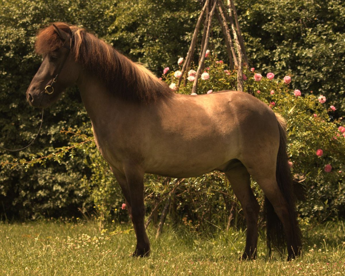 horse Bjalli (Iceland Horse, 2018)