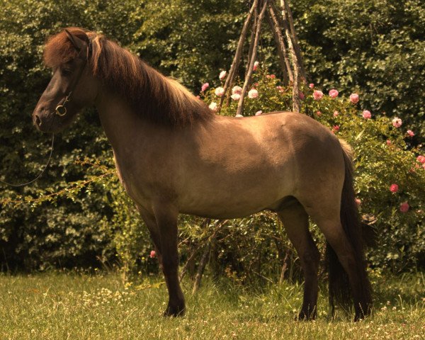 Pferd Bjalli (Islandpferd, 2018)