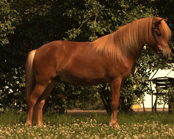 Pferd Farri (Islandpferd, 2018)