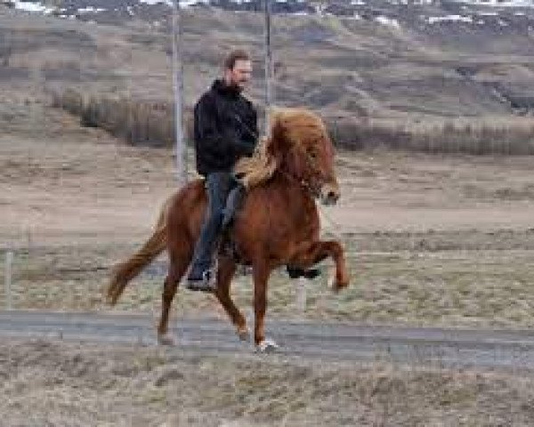 Deckhengst Rodi fra Mula (Islandpferd, 1992, von Orri frá Þúfu i Landeyjum)