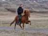 stallion Rodi fra Mula (Iceland Horse, 1992, from Orri frá Þúfu i Landeyjum)