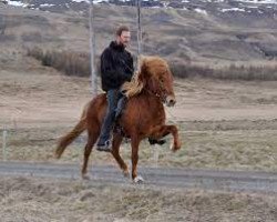 stallion Rodi fra Mula (Iceland Horse, 1992, from Orri frá Þúfu i Landeyjum)