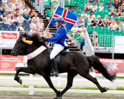 stallion Orri frá Þúfu i Landeyjum (Iceland Horse, 1986, from Otur frá Sauðárkróki)