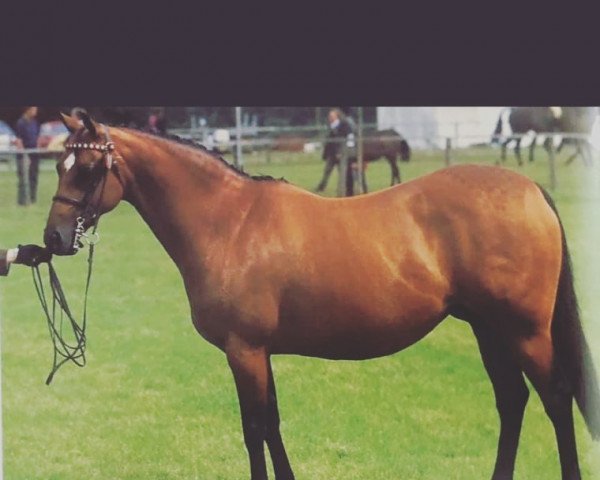 broodmare Chiddock Poppy (British Riding Pony, 1992, from Chiddock Fankino)