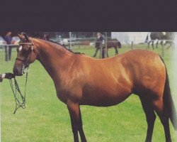 Zuchtstute Chiddock Poppy (British Riding Pony, 1992, von Chiddock Fankino)