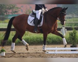 dressage horse Eiskönigin 4 (Hanoverian, 2019, from Escolar)