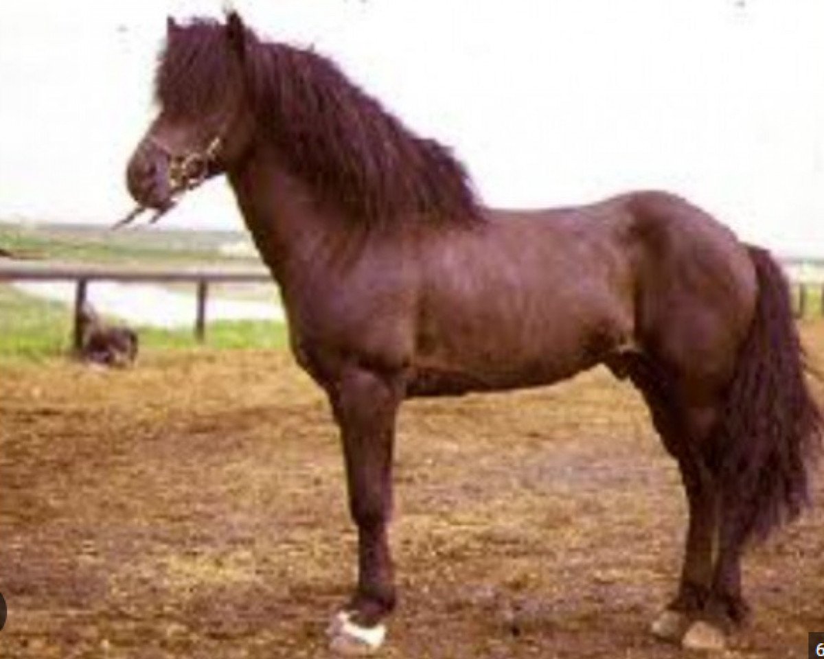 stallion Adam frá Meðalfelli (Iceland Horse, 1979, from Hrafn frá Holtsmúla)