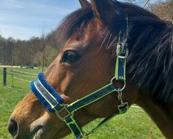 broodmare Fh Amy (German Riding Pony, 2007, from Allbrighton)