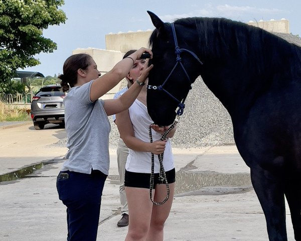 broodmare Treidelhof Joya (Pura Raza Espanola (PRE), 2020, from Concarbon)