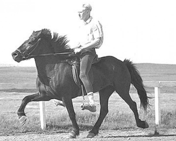 broodmare Glod fra Mödruvöllum (Iceland Horse, 1986, from Máni frá Ketilsstöðum)