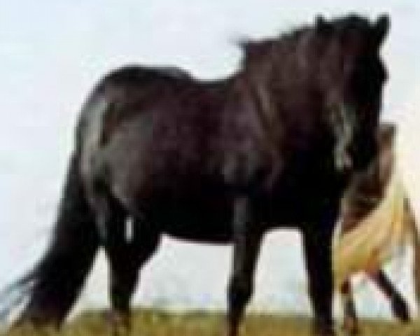 stallion Brúnn frá Syðri-Brekkum (Iceland Horse, 1940, from Brúnn fra Axlarhaga)