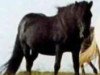 stallion Brúnn frá Syðri-Brekkum (Iceland Horse, 1940, from Brúnn fra Axlarhaga)