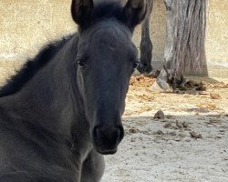 Pferd Treidelhof Mora (Pura Raza Espanola (PRE), 2023, von Crisonto GG)