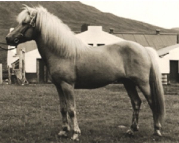 Deckhengst Lýsingur frá Voðmúlastöðum 409 (Islandpferd, 1947, von Lýsingur frá Butru)