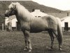 stallion Lýsingur frá Voðmúlastöðum 409 (Iceland Horse, 1947, from Lýsingur frá Butru)