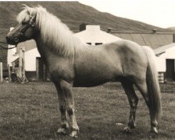 stallion Lýsingur frá Voðmúlastöðum 409 (Iceland Horse, 1947, from Lýsingur frá Butru)