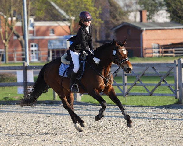 broodmare Letsfly Glockenglanz (German Riding Pony, 2017, from A kind of Magic 5)
