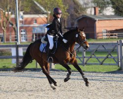 broodmare Letsfly Glockenglanz (German Riding Pony, 2017, from A kind of Magic 5)