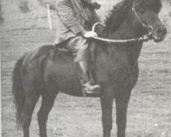 Deckhengst Geysir frá Stóru-Giljá (Islandpferd, 1938, von Glaður frá Rútsstöðum)