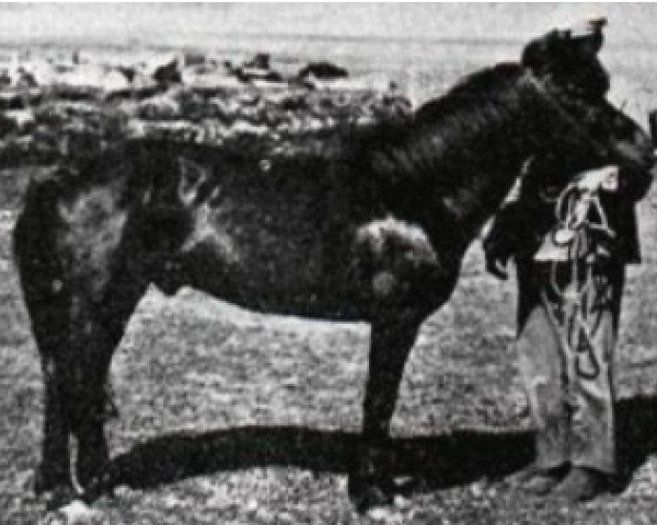 stallion Glaður frá Rútsstöðum (Iceland Horse, 1933, from Jarpur frá Stokkhólma)