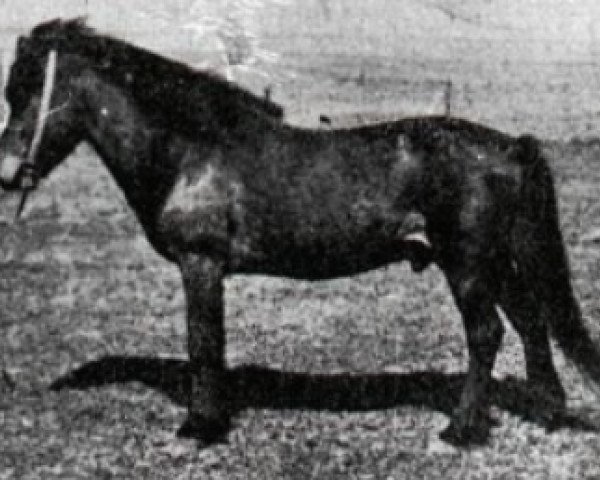 stallion Jarpur frá Stokkhólma (Iceland Horse, 1923, from Gráni frá Stokkhólma)