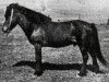 Deckhengst Jarpur frá Stokkhólma (Islandpferd, 1923, von Gráni frá Stokkhólma)