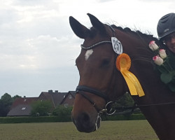 dressage horse San Diego (Oldenburg, 2007, from Sir Donnerhall I)