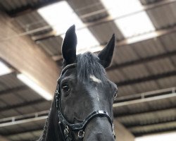 jumper Black Jack (Hanoverian, 2008, from Stedinger)