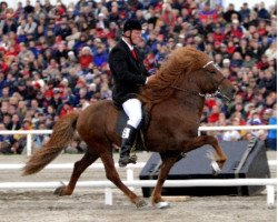 stallion Glóðar frá Reykjavík (Iceland Horse, 1997, from Rodi fra Mula)