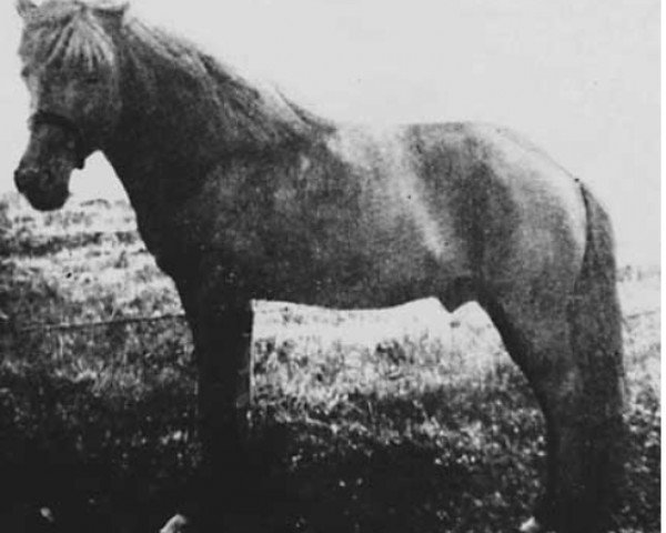 Deckhengst Sörli frá Svaðastöðum (Islandpferd, 1916, von Möllers-Brúnn frá Svaðastöðum)