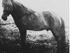 stallion Sörli frá Svaðastöðum (Iceland Horse, 1916, from Möllers-Brúnn frá Svaðastöðum)