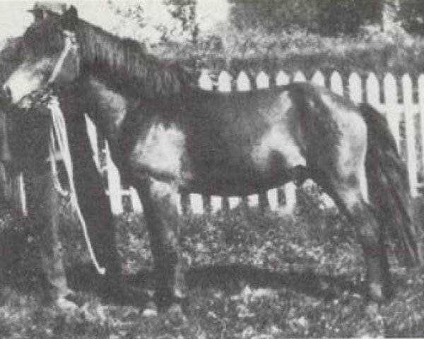 Deckhengst Jarpur frá Varmalæk (Islandpferd, 1923, von Stjarni frá Varmalæk)