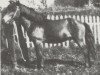 Deckhengst Jarpur frá Varmalæk (Islandpferd, 1923, von Stjarni frá Varmalæk)