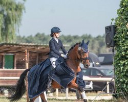 dressage horse Mini Cooper 5 (German Riding Pony, 2009, from Mac)