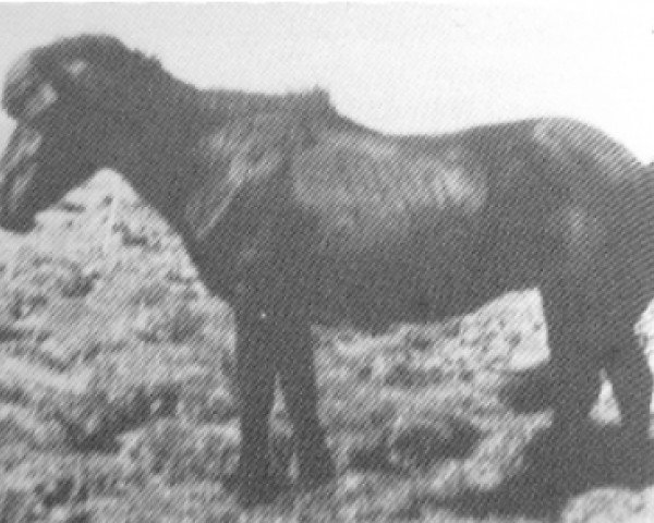 stallion Sörli (Brúnn fráMiklabæ) frá Svaðastöðum (Iceland Horse, 1932, from Léttir frá Svaðastöðum)
