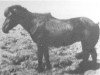 stallion Sörli (Brúnn fráMiklabæ) frá Svaðastöðum (Iceland Horse, 1932, from Léttir frá Svaðastöðum)