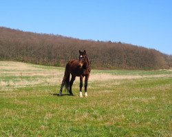 dressage horse Una Castella (Oldenburg, 1996, from Cordeur)