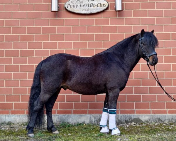 stallion Jaybee v. Clus (German Classic Pony, 2017, from John Boy)