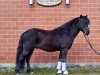 stallion Jaybee v. Clus (German Classic Pony, 2017, from John Boy)